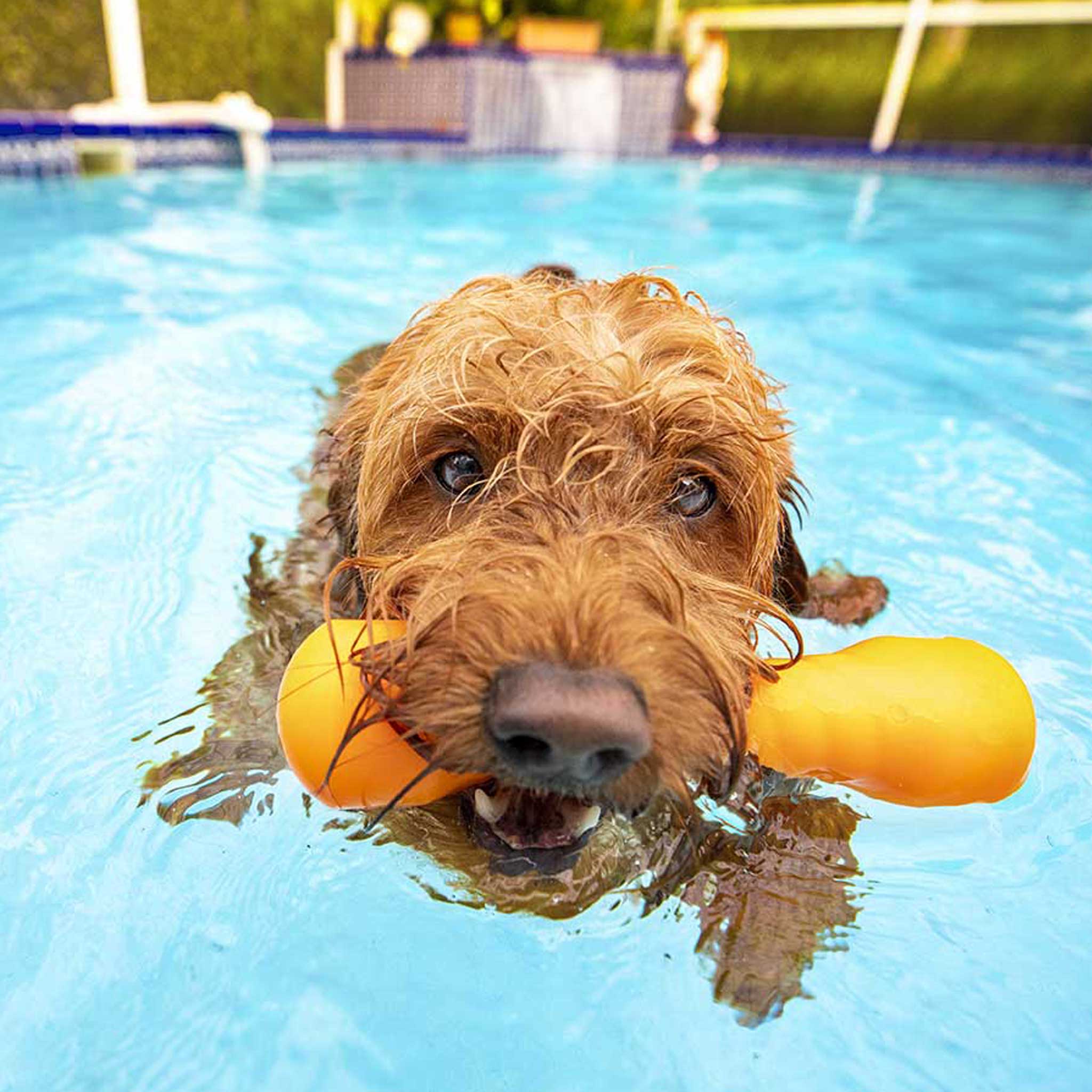 http://www.doodledogtown.com/cdn/shop/articles/red-doodle-dog-swimming-pool-yellow-toy-2048x2048.jpg?v=1634659499