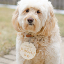 Load image into Gallery viewer, light colored mini goldendoodle sitting outside wearing a &quot;my first birthday&quot; puppy milestone disc on her collar 

