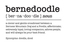 Load image into Gallery viewer, funny bernedoodle dictionary definition file that says a clever and gentle cross breed between a Bernese Mountain Dog and a Poodle; affectionate; extremely loyal; loving companion; adores people; and will always be your best friend. Synonyms: doodle, dood