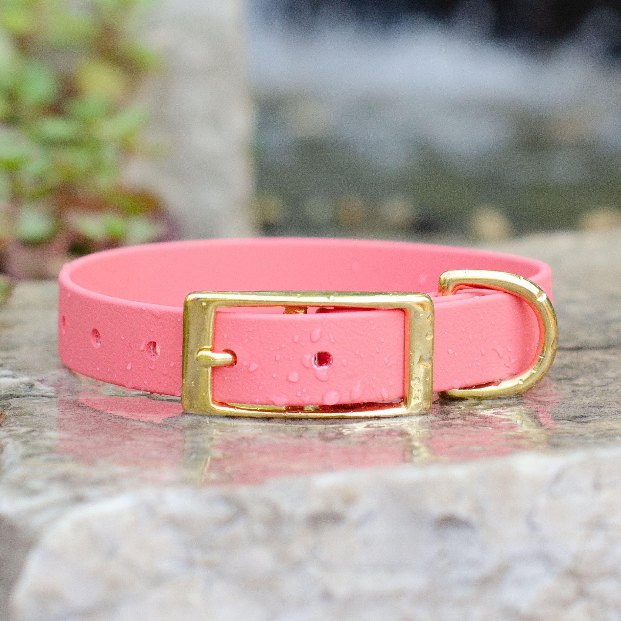 Coral dog collar hot sale