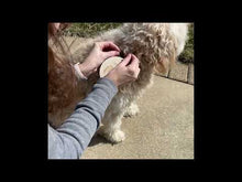 Load and play video in Gallery viewer, video of dog owner attaching puppy milestone to dog&#39;s collar
