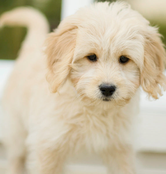 What do Mini Goldendoodles look like as adults?