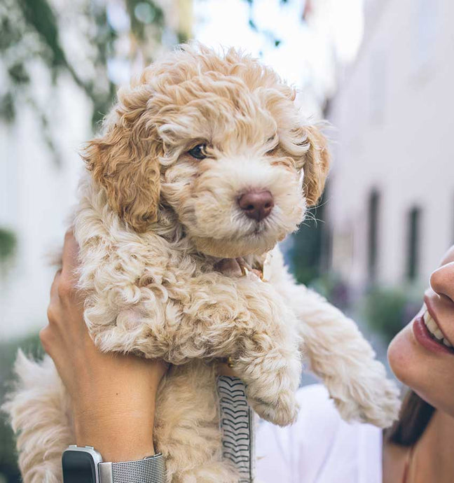 11 Reasons to Get a Mini Goldendoodle