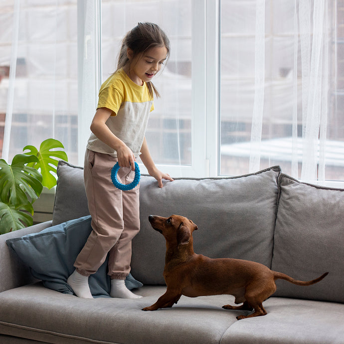 Training Your Dog for Apartment Living: Tips for Success