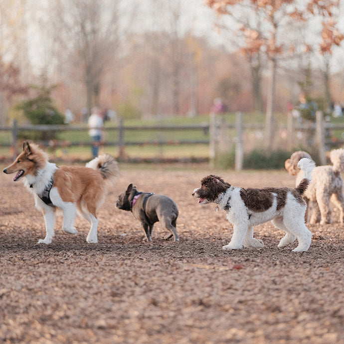 When Can You Take Your Puppy to the Dog Park