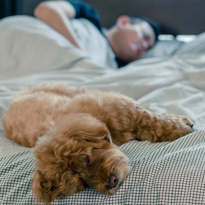 7 Possible Reasons Why Dogs Sleep at the Foot of the Bed