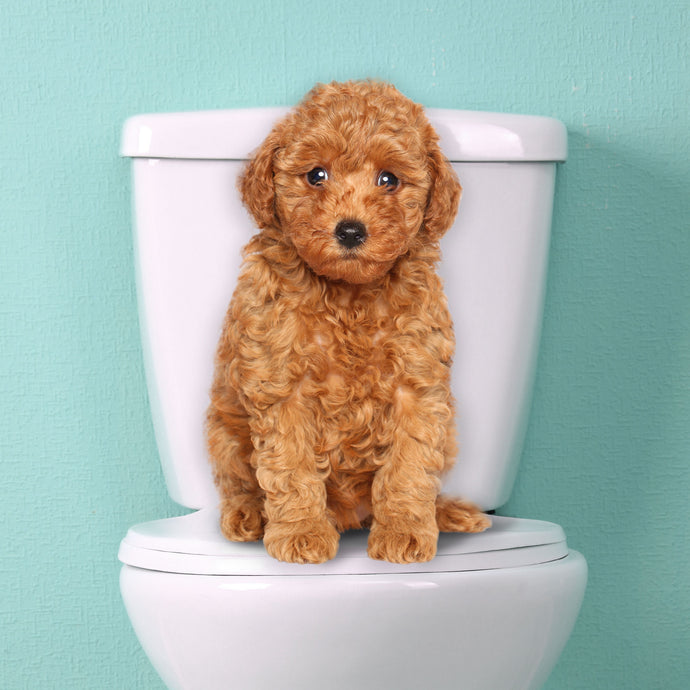 Goldendoodle Potty Training (2024)