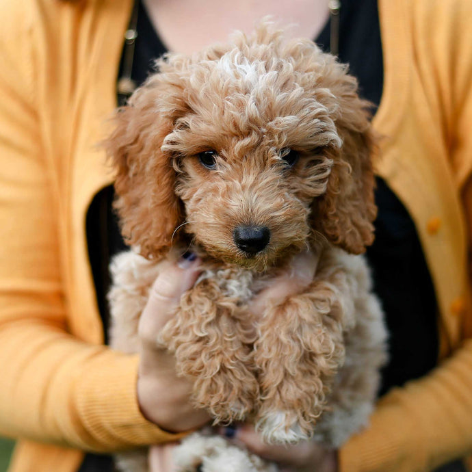 20 Awesome Facts about Mini Goldendoodles